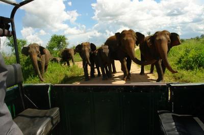 A safari which was more wild than expected.